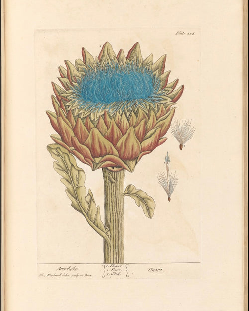 Artichoke Leaf