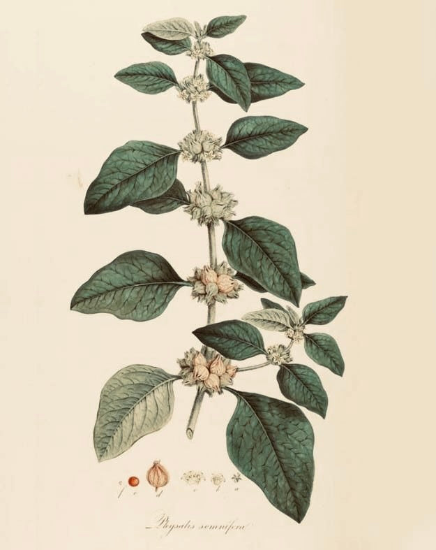 Ashwagandha