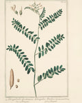 Astragalus