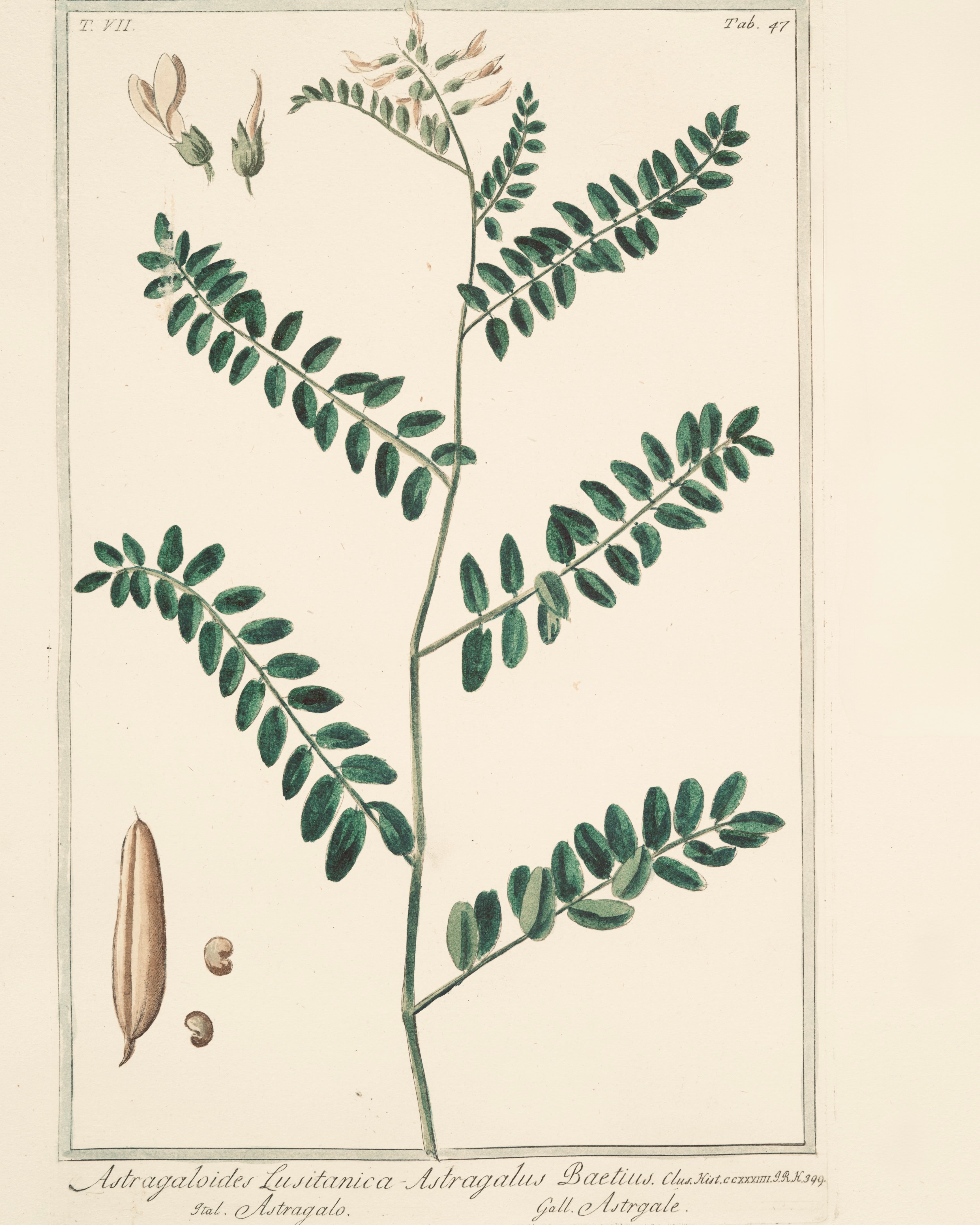 Astragalus