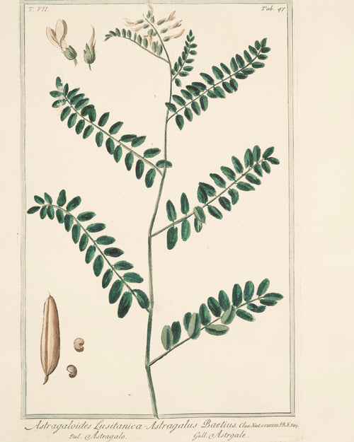 Astragalus