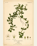 Bacopa