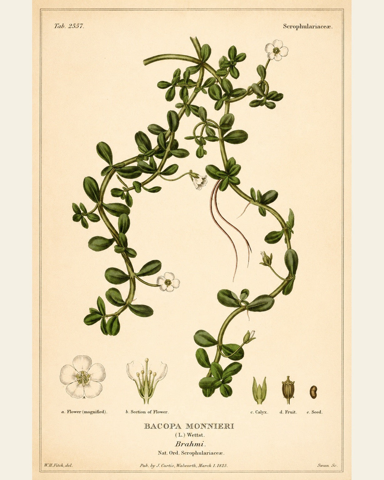 Bacopa