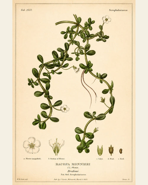 Bacopa