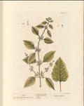 Bee Balm