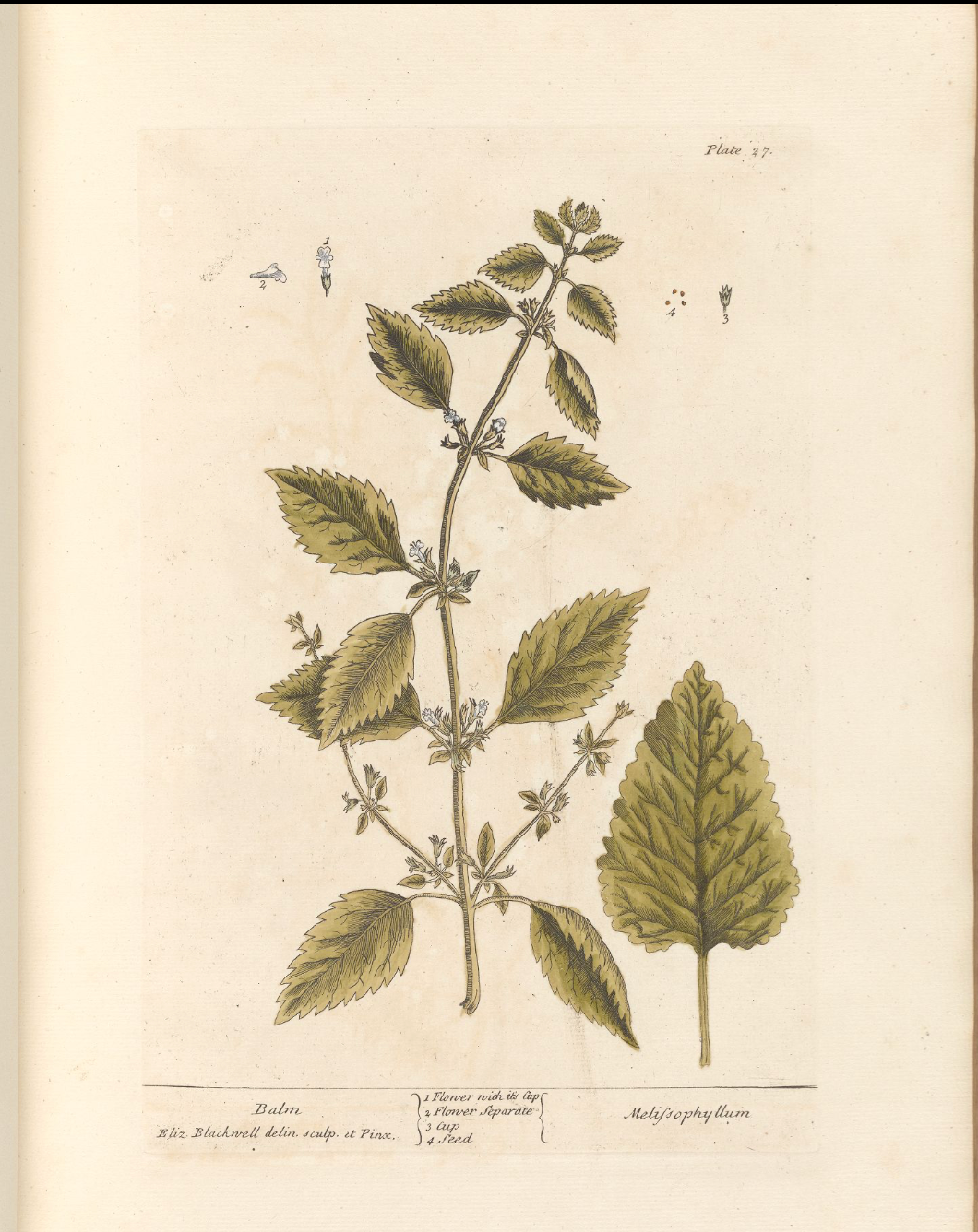 Bee Balm