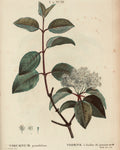 Black Haw