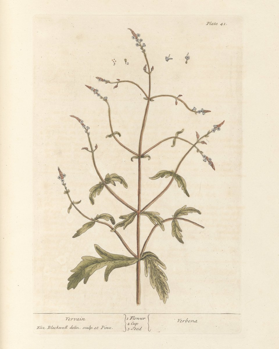 Blue Vervain