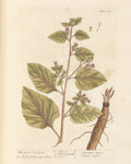 Burdock Root