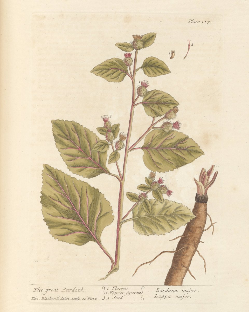 Burdock Root
