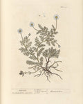 Chamomile