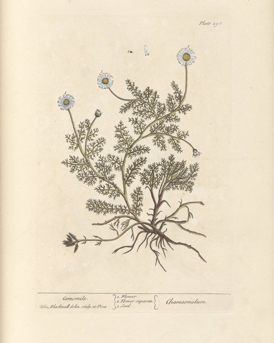 Chamomile