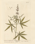 Chaste Tree
