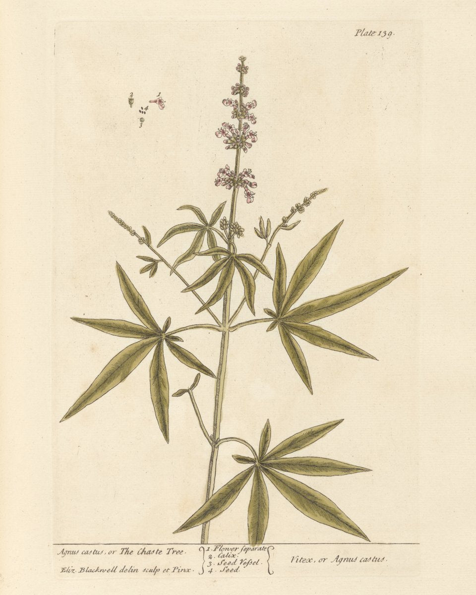 Chaste Tree