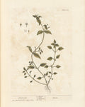 Chickweed