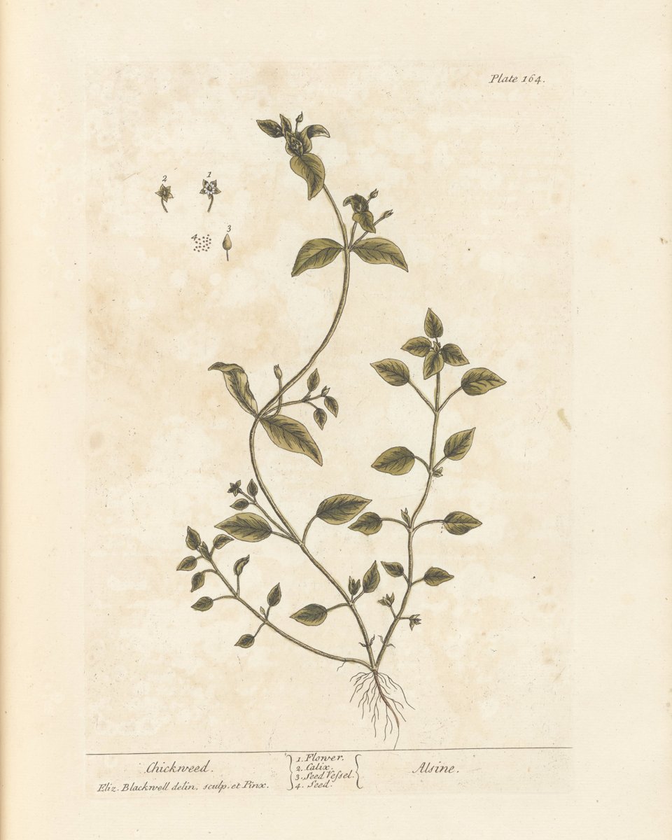 Chickweed