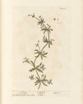Cleavers