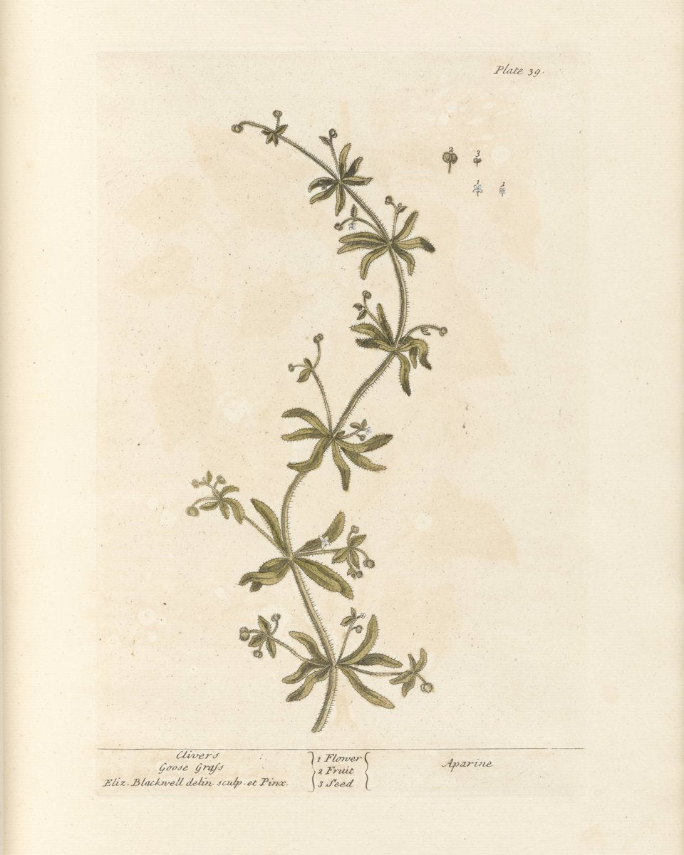 Cleavers