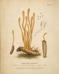 Cordyceps