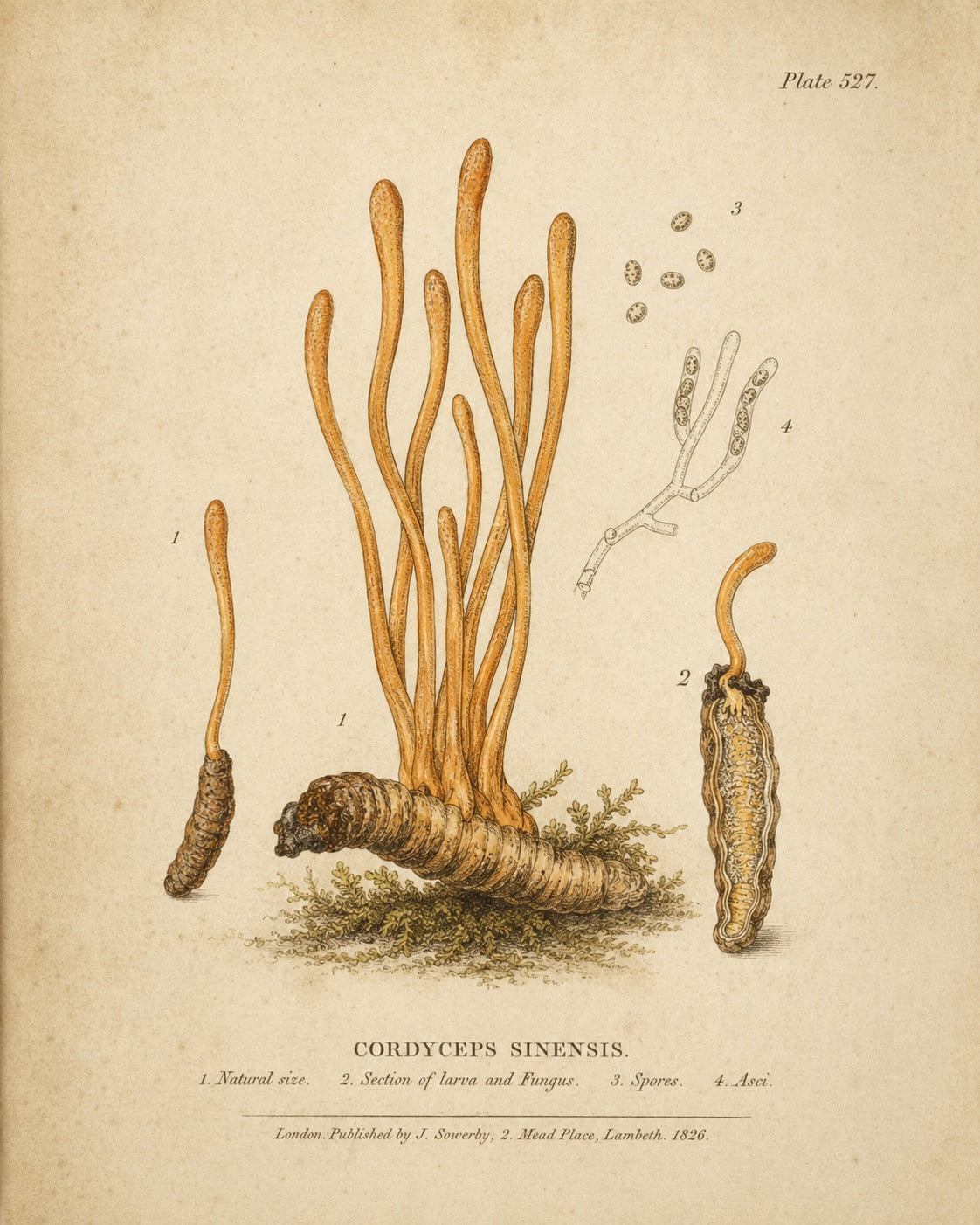 Cordyceps