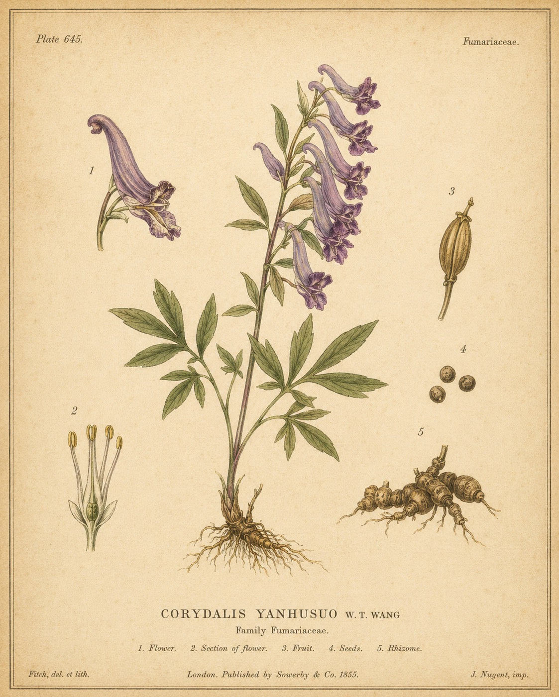 Corydalis Yanhusuo
