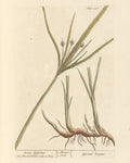 Cyperus Root