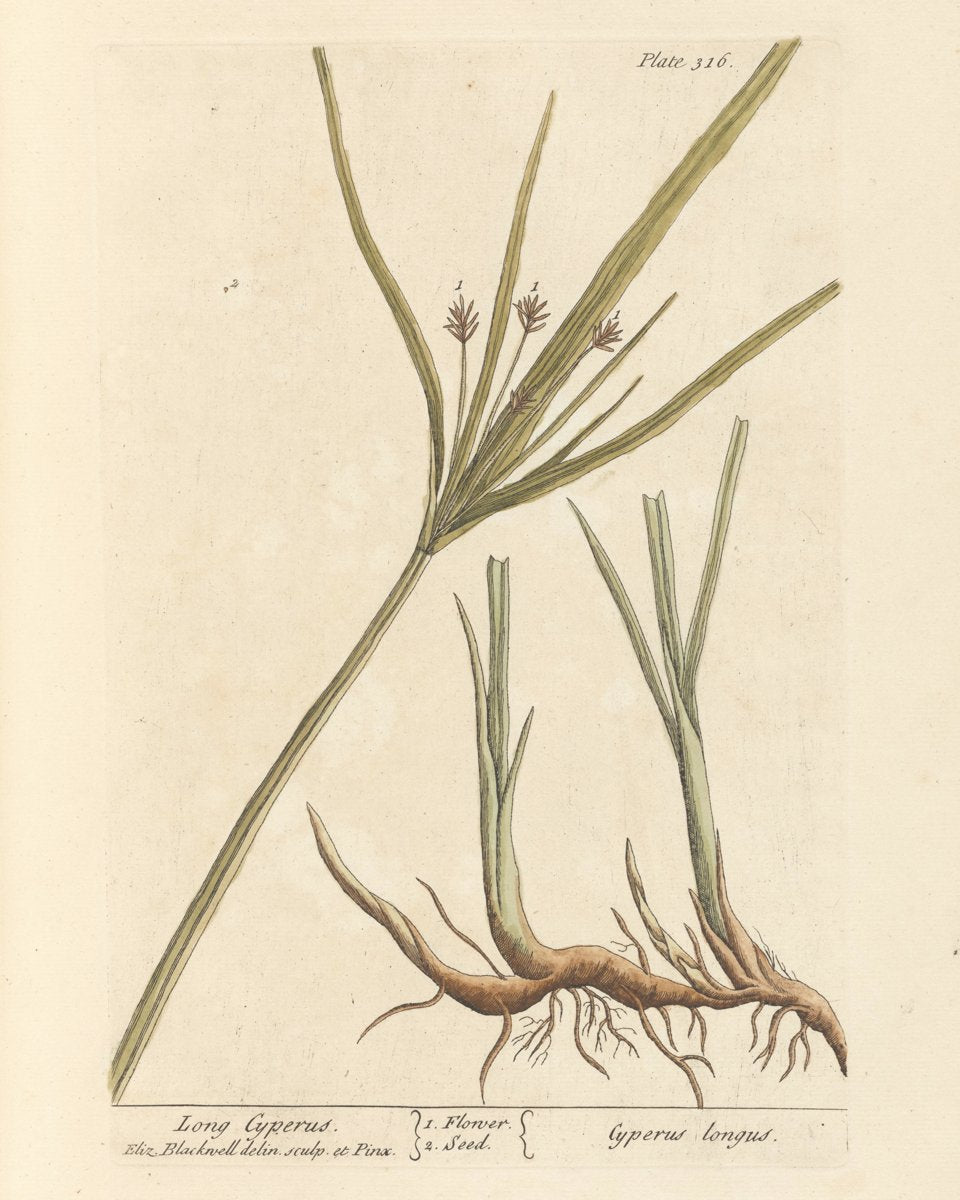 Cyperus Root