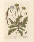 Dandelion Leaf