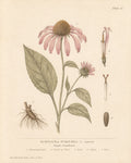 Echinacea