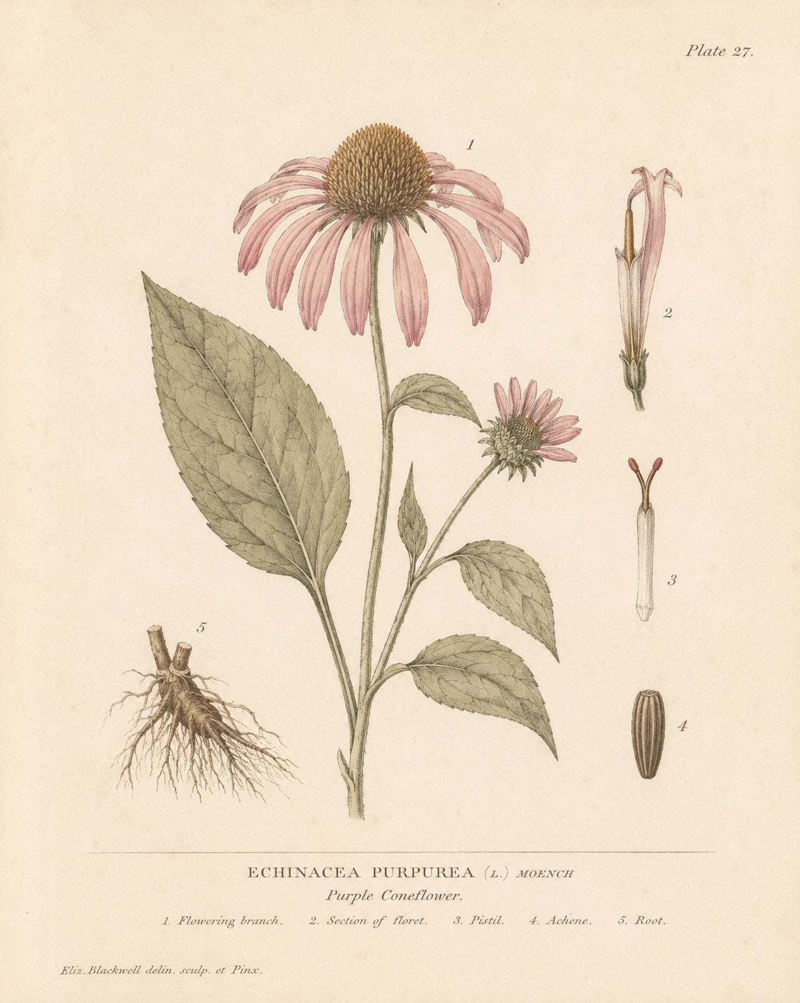 Echinacea