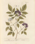 Elderflower