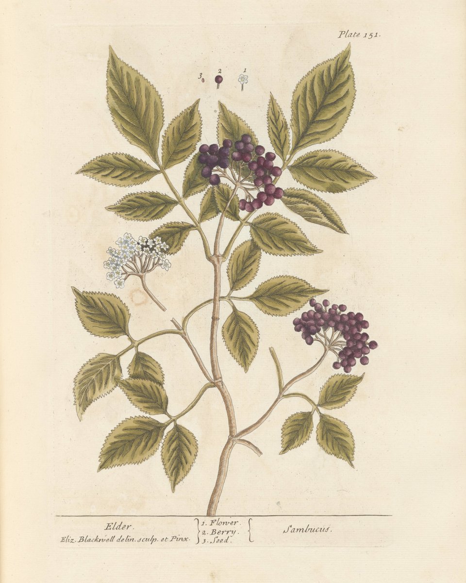 Elderflower