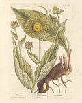 Elecampane