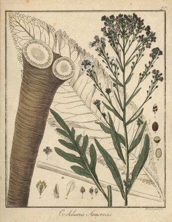 Horseradish Root