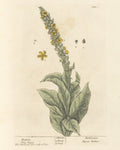 Mullein Leaf