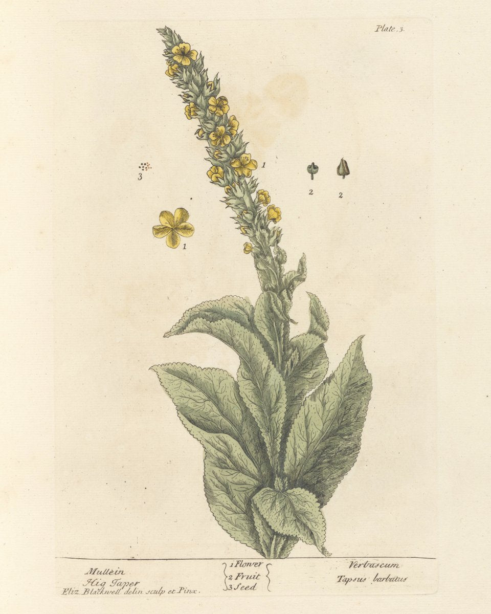Mullein Leaf