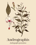 Andrographis