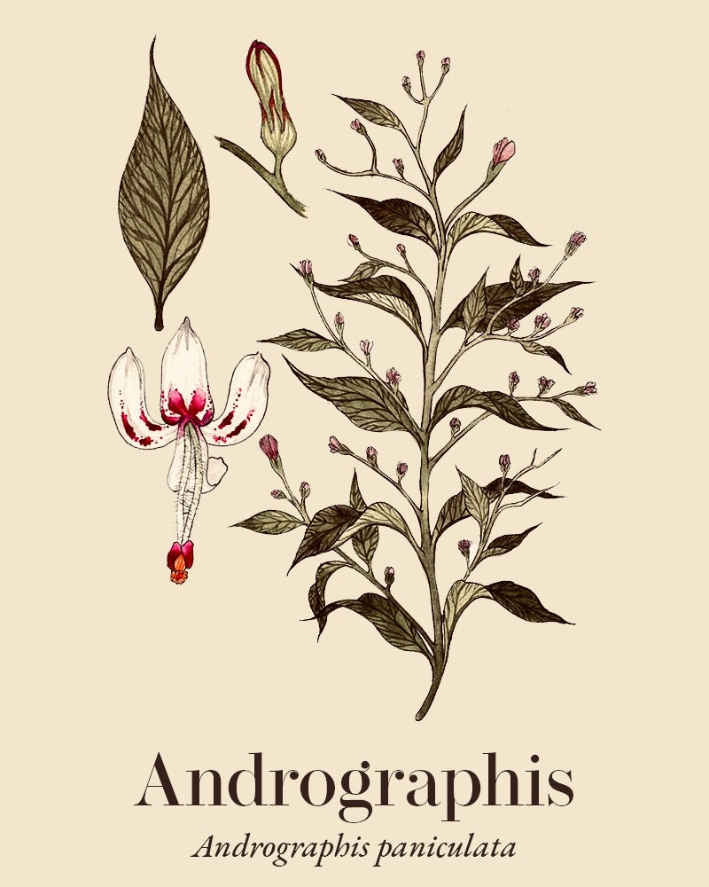 Andrographis