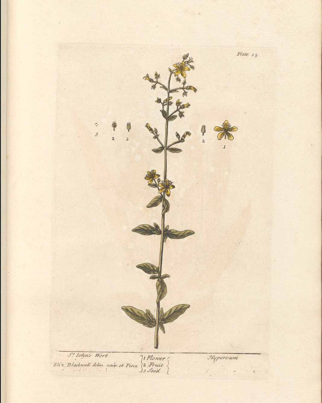 St Johns Wort
